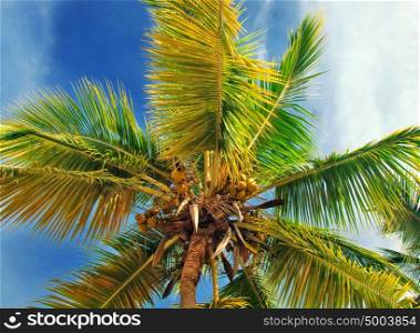 coconuts on the palm tree