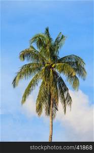 Coconuts on the palm tree in the blue sunny sky