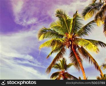 coconuts palm tree at blue background