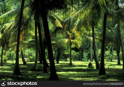 cocosnut trees on a Beach on the coast if the Island La Digue of the seychelles islands in the indian ocean. INDIAN OCEAN SEYCHELLES LA DIGUE COCONUT