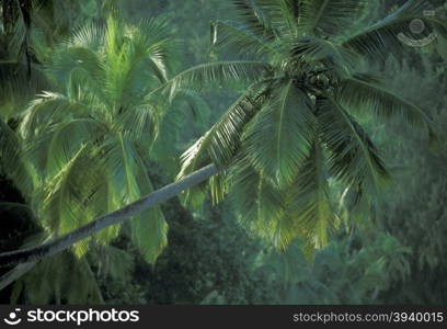 cocosnut trees on a Beach on the coast if the Island La Digue of the seychelles islands in the indian ocean. INDIAN OCEAN SEYCHELLES LA DIGUE COCONUT