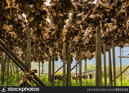 Cod stockfish drying on racks, Lofoten islands. Industrial fishing in Norway.. Cod stockfish drying on racks, Lofoten islands Norway