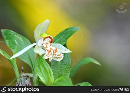 coelogyne sp. wild orchid in thailand
