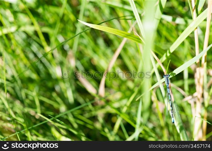 Coenagrion Dragonfly. Coenagrion Dragonfly sitting on a leaf of green grass