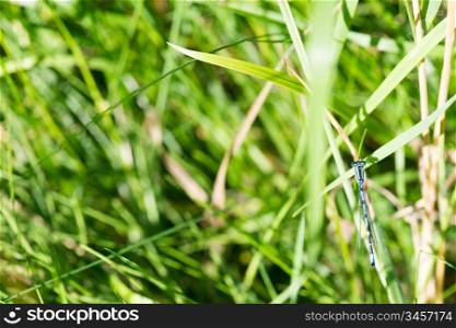 Coenagrion Dragonfly. Coenagrion Dragonfly sitting on a leaf of green grass