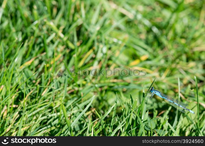 Coenagrion Dragonfly. Coenagrion Dragonfly sitting on a leaf of green grass