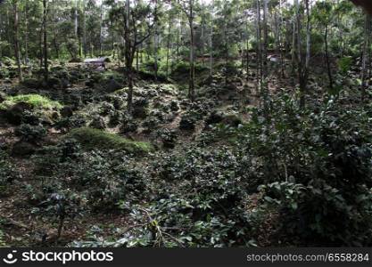 Coffe plantation in national park Kawah Putih in Indonesia