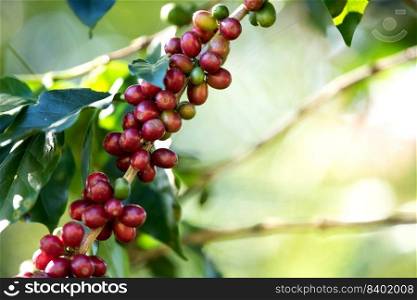 Coffee bean berry ripening on coffee farm