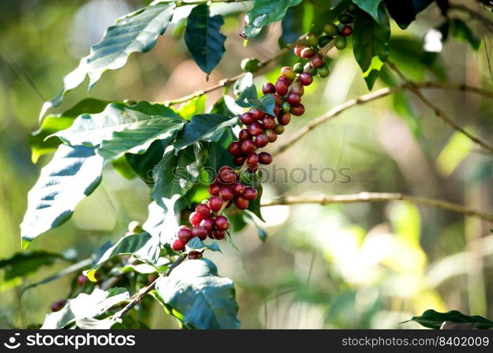 Coffee bean berry ripening on coffee farm
