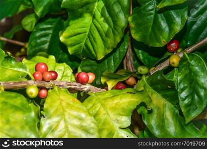Coffee bean, Coffee Arabica coffee tree