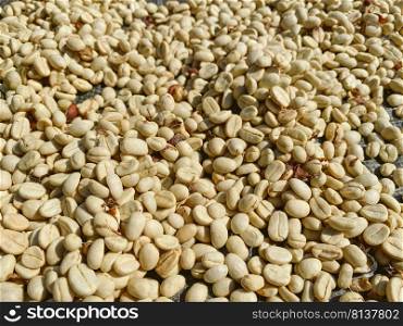 Coffee beans are drying at coffee farm, Thailand 