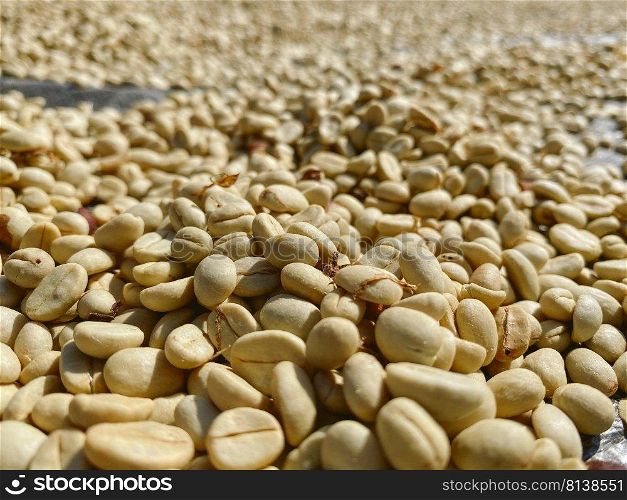 Coffee beans are drying at coffee farm, Thailand 