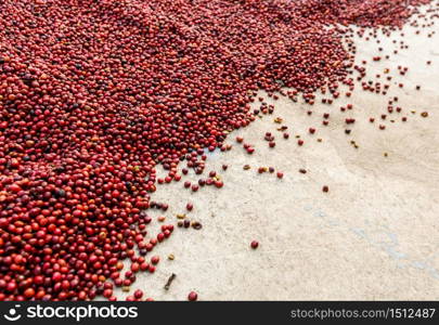 Coffee beans drying in the sun. Coffee plantations at coffee farm