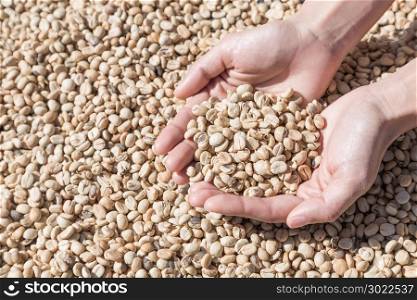 Coffee beans in woman hands. Coffee beans closeup background. green unroasted coffee beans.