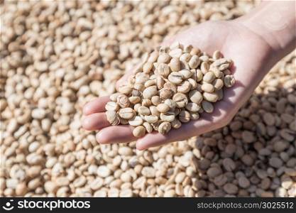Coffee beans in woman hands. Coffee beans closeup background. green unroasted coffee beans.