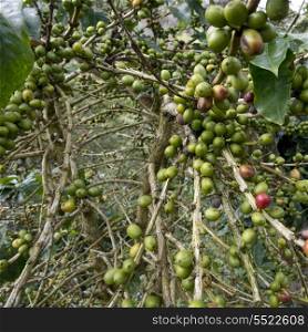 Coffee beans on a plant, Finca Santa Isabel, Copan, Copan Ruinas, Copan Department, Honduras