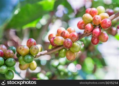 Coffee beans on the branch in coffee plantation farm. Arabica coffee. Coffee beans ready to pick.