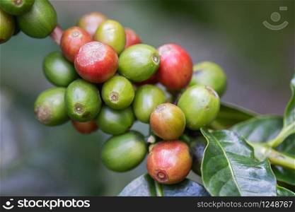 Coffee beans on the branch in coffee plantation farm for food and drink, agriculture concept design.