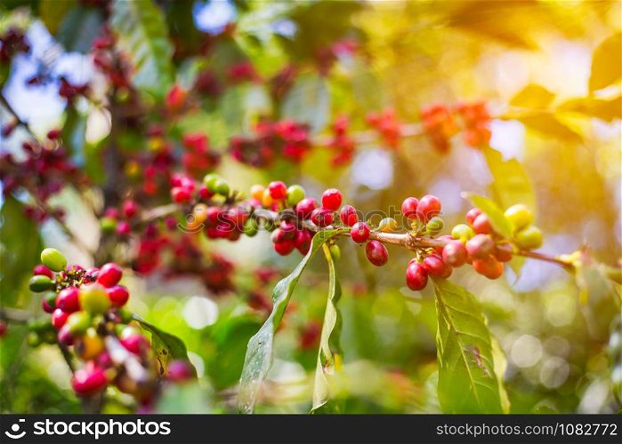 Coffee beans on trees.