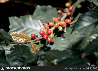 Coffee beans ripening branch fruit plant.