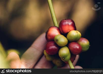 Coffee beans ripening on tree in North of thailand