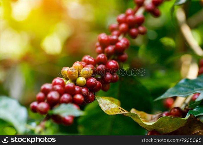 Coffee beans ripening on tree in North of thailand