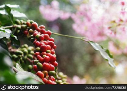 Coffee berries (cherries) grow in clusters along the branch of coffee tree plantation growing under forest canopy with blurred wild Himalayan cherry blossom pink flower tree plant in background.