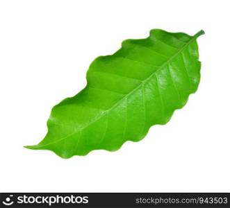 coffee leaf isolated on a white background