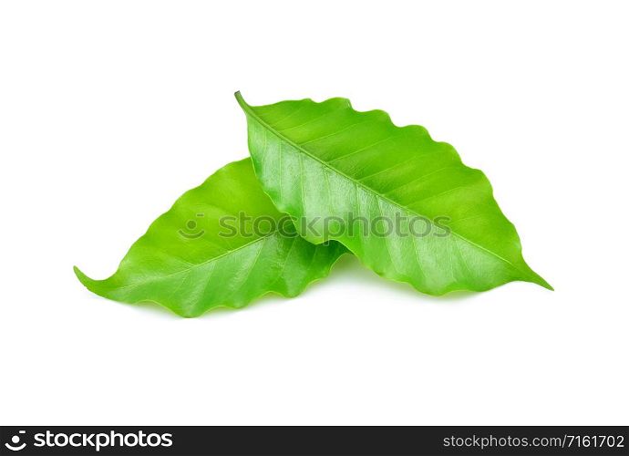 coffee leaf isolated on white background