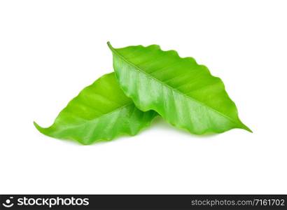 coffee leaf isolated on white background