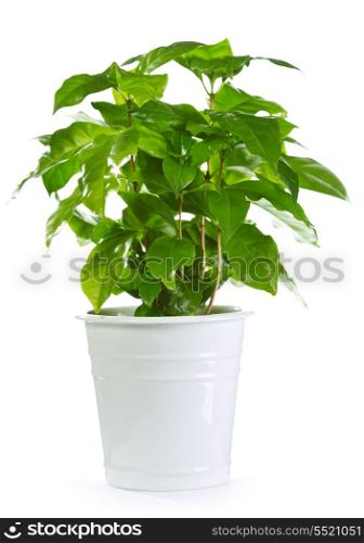coffee plant in a pot isolated on white background
