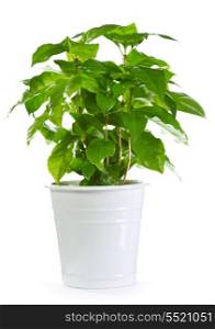 coffee plant in a pot isolated on white background