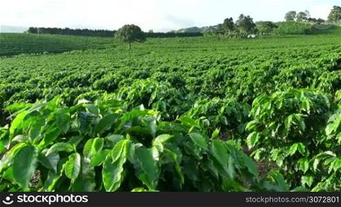 Coffee plantation near Poas or Poas Volcano in Costa Rica, Central America for export and global market. Agriculture, field on hill, cultivation, farming, crop