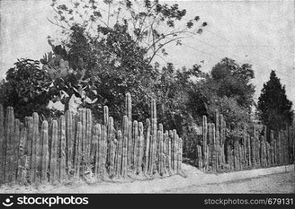 Coffee plantation surrounded by a cactus hedge in El Salvador, vintage engraved illustration. From the Universe and Humanity, 1910.