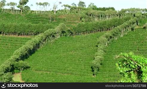 Coffee plantations near Poas or Poas Volcano in Costa Rica, Central America for export and global market. Agriculture, fields on hills, cultivation, farming, crop