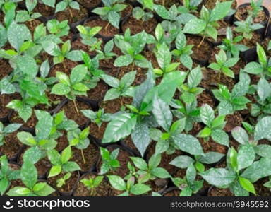 Coffee seedlings plant in a nursery