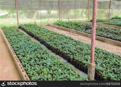 Coffee seedlings plant nursery in greenhouse