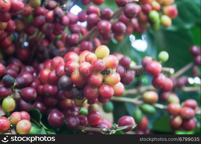 Coffee seeds on a coffee tree, stock photo