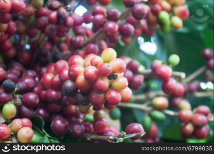 Coffee seeds on a coffee tree, stock photo