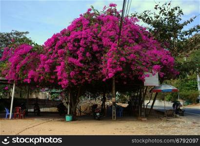 Coffee shop under large confetti tree beside road to Phan Thiet, Viet Nam, this plant also science name is Bougainvillea, big tree trunk make shade for people sit to relax