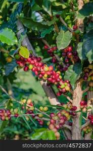Coffee tree . Coffee beans on tree in farm