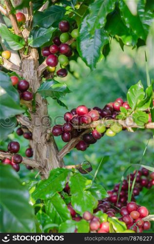 Coffee tree . Coffee beans on tree in farm