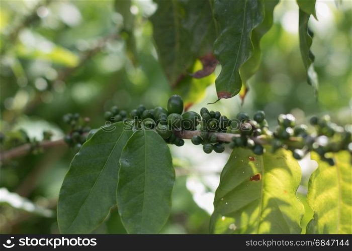 Coffee tree with coffee cherry ripes on coffee plantation