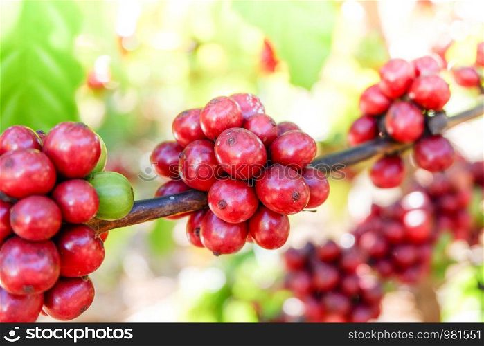 Coffee tree with red coffee bean in the plantation agriculture