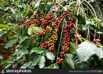 Coffee tree with red ripening bean at coffee plantation