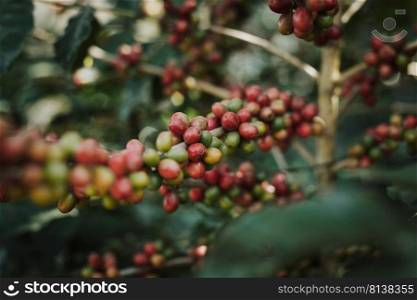 Coffee tree with ripe berries on farm. 