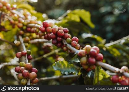 Coffee tree with ripe berries on farm. 