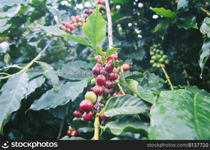 Coffee tree with ripe berries on farm.. Coffee tree.