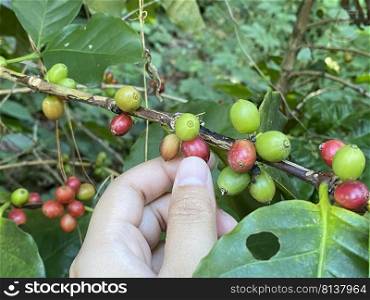 Coffee tree with ripe berries on farm,shallow Depth of Field 