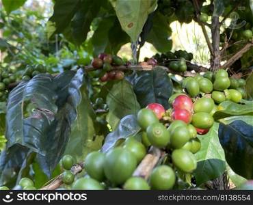 Coffee tree with ripe berries on farm,shallow Depth of Field 